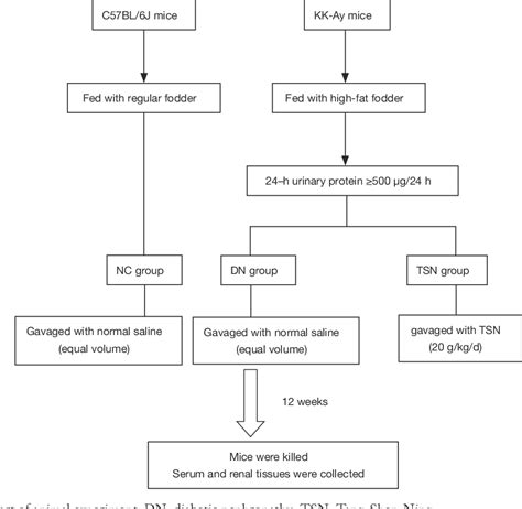 Figure 1 From Effect Of Tang Shen Ning Decoction On Podocyte Epithelial