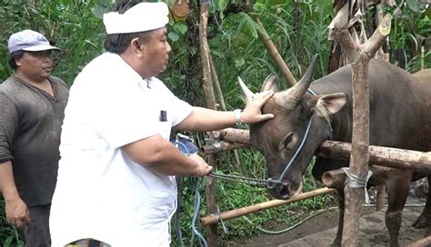 Nusabali Fraksi Pdip Dpr Ri Dorong Kedaulatan Pangan