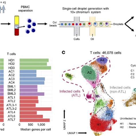 Htlv Infected And Atl Cells Upregulate Hla Class Ii Gene Expression