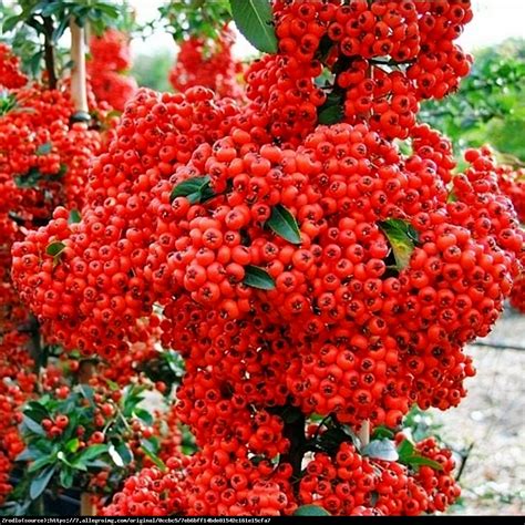 Ognik Szkar Atny Red Column Pyracantha Coccinea Red Column