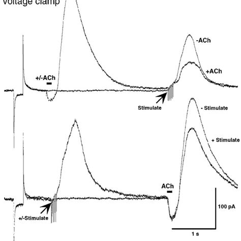 Transient Receptor Activation Causes Heterologous Desensitization That