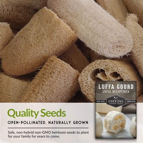 Luffa Or Loofah Seed Luffa Seeds Loofah