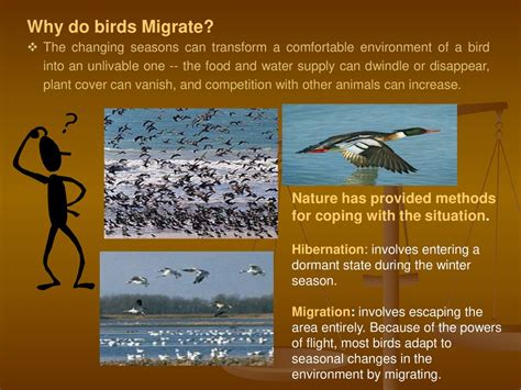 Bird Migration By Dr Seema V Keswani Ppt Download