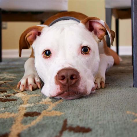 Creative Ways Your Pets Entertain Themselves When You're Away from Home - Hunter Games Magazine