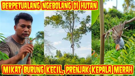 Berpetualang Di Hutan Mikat Burung Kecil Mikat Prenjak Kepala Merah