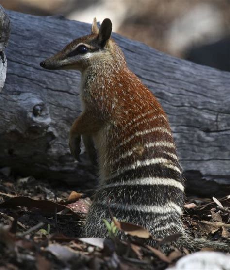 discover  fascinating numbat australias unique carnivorous