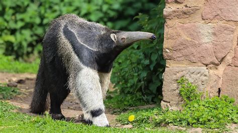 Go Wild Series Steve And Aneeshwar Giant Anteater And