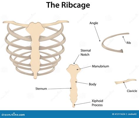 Labeled Rib Diagram