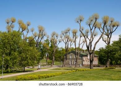 City Park Strange Nude Trees Stock Photo Edit Now 86903728