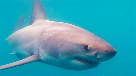 Mossel Bay Great White Sightings Update 14/03/2023 – White Shark Ocean