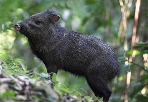 Collared Peccary ASANA