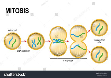 Cell Division Mitosis Scheme Stock Illustration 664596895 - Shutterstock