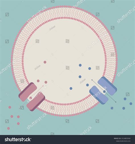 Blank Cell Diagram Lipid Bilayer Membrane Stock Vector (Royalty Free) 2114853542
