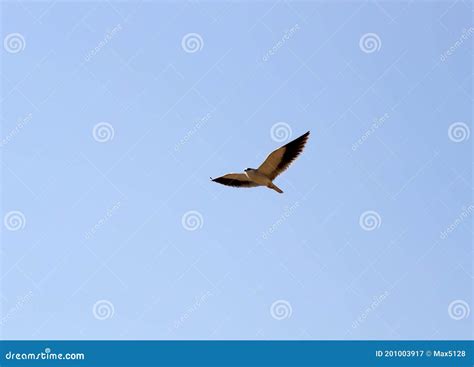 Birds Of India Black Winged Kite Elanus Caeruleus Vociferus In