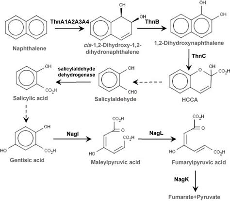 Naphthalene Degradation Pathway Proposed In Rhodococcus Sp Strain Tfb