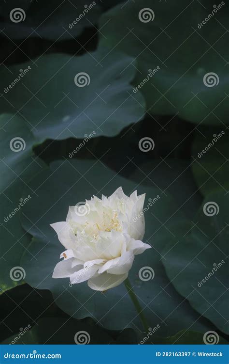 Vibrant Nut Bearing Lotus Nelumbo Nucifera Flower Surrounded By Lush