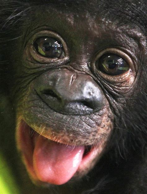 238 best images about Baby Chimpanzee on Pinterest