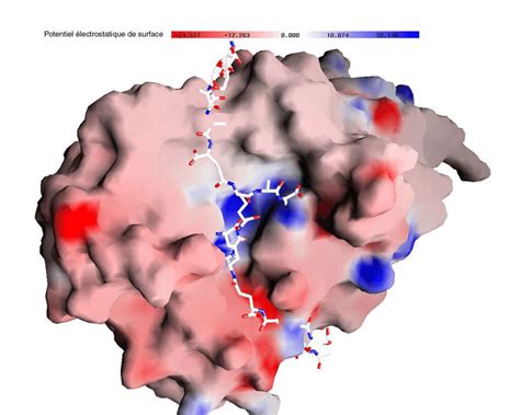 Positionnement Dun Dimère Peptidique Dans Le Site Actif De Spbp3