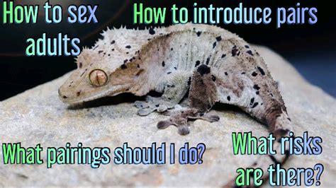 Complete Guide To Breeding Crested Geckos Pt 1 Youtube