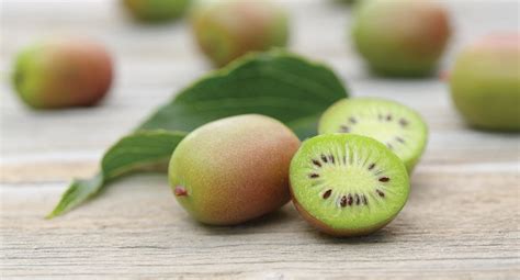 Plants For Sale: Kiwi Berry