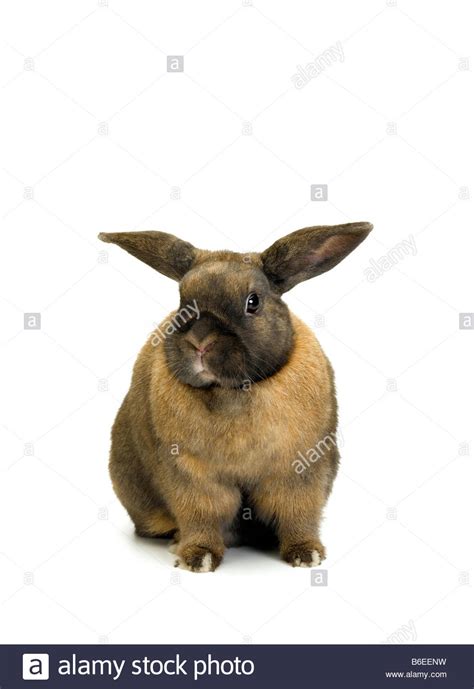 Rabbit Hi Res Stock Photography And Images Alamy