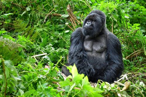 Gorilla Trekking Gorilla Trekking Safaris Gorilla Trekking Tours