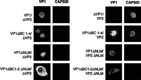 Capsid Formation By Vp Mutant Proteins Shown Is An If Confocal