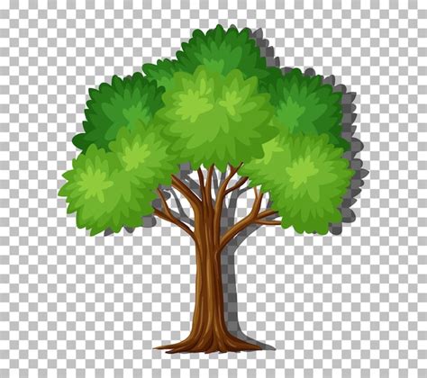 Free Vector | Single tree with green leaves on transparent background