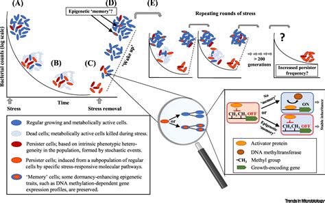 Epigenetic Memories The Hidden Drivers Of Bacterial Persistence