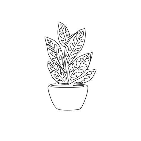 Un Dibujo De Una Sola L Nea De Una Planta De Aglaonema Tropical En