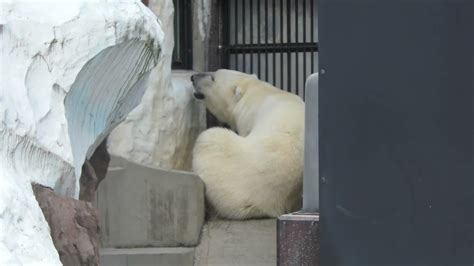 動かないホッキョクグマの様子 A polar bear that doesn t move 9月 22日 撮影 YouTube