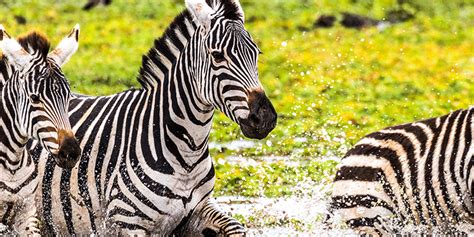 MetaZoo Activity: Zebra Migration | Louisville Zoo