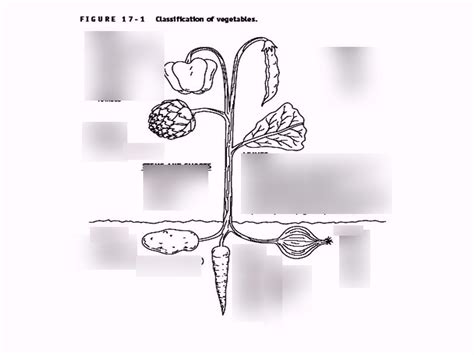 Vegetables And Fruits Diagram Quizlet