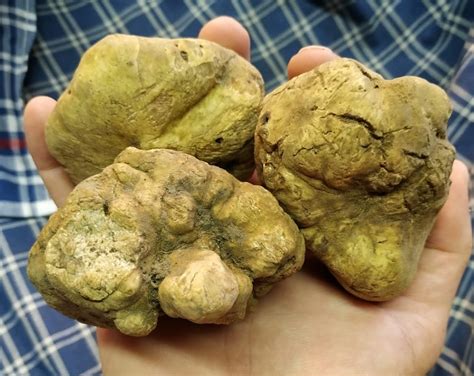 La Festa Internazionale Del Tartufo Di Millesimo Spegne Candeline