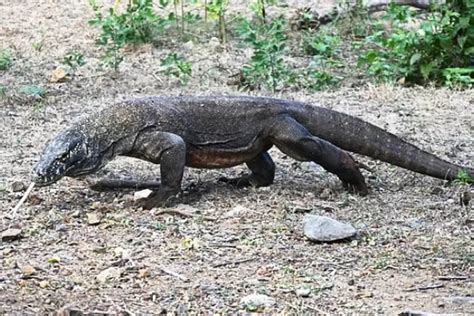 Mengenal Komodo Hewan Purba Pemangsa Tangguh Jurnal Flores