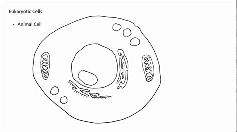 Animal Cells Drawing at GetDrawings | Free download