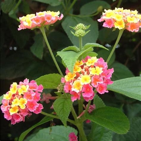 Egrow 30 Pcs/Pack Lantana Seeds Lantana Camara Tree Plan Flower Seeds