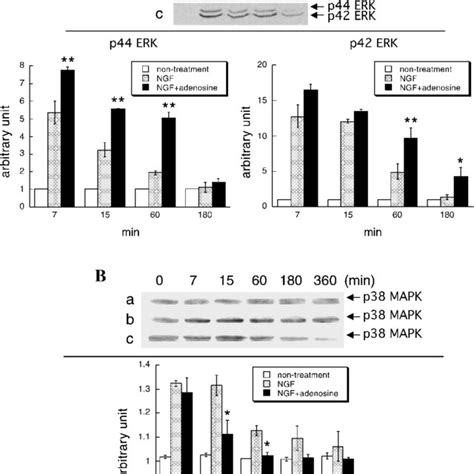 Effect Of Adenosine On Ngf Induced Phosphorylation Of Erk A And P38