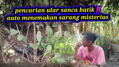 Pencarian Ular Sanca Batik Auto Menemukan Sarang Misterius Youtube