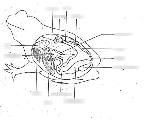 Frog Anatomy Ii Diagram Quizlet