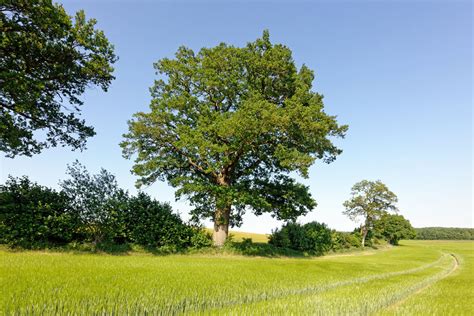 Eiche Beim Gut Sierhagen Monumentale Eichen Von Rainer Lippert