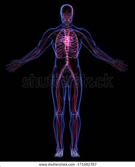 Human Skeleton Circulatory System Stock Illustration 171682787