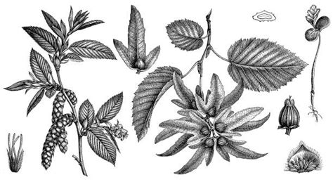 400 Carpinus Betulus Stock Illustrations Graphiques Vectoriels Libre De Droits Et Clip Art