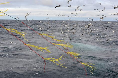 Long Line Fishing Bycatch