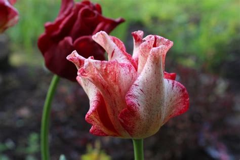 Kostenloser Versand Coronet Tulpe Striped Crown Lubera Ch