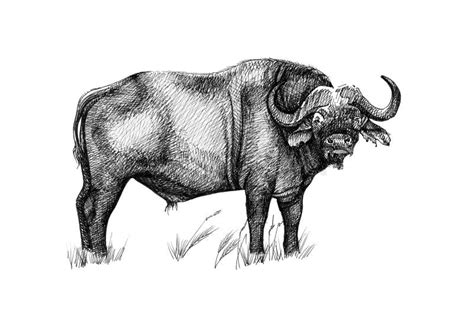 Buffalo. Sketch with Pencil Stock Illustration - Illustration of ...