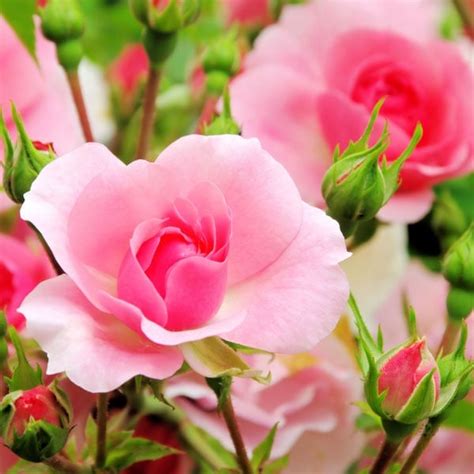 Rose Flower Garden Photos | Best Flower Site