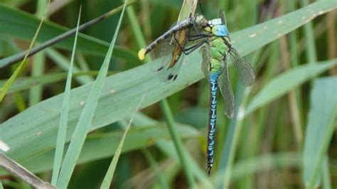 Groene Glazenmaker Aeshna Viridis Waarneming Nl