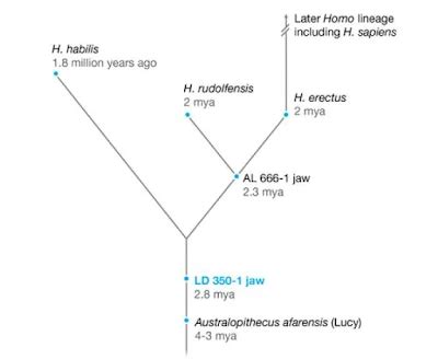 Oldest Human Fossil Ever Found Is Redrawing The Human Timeline