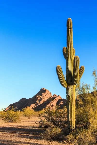 Desert Cactus — Stock Photo © sprokop #26190117